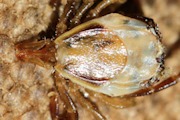Tick (za) (Ixodidae sp)
